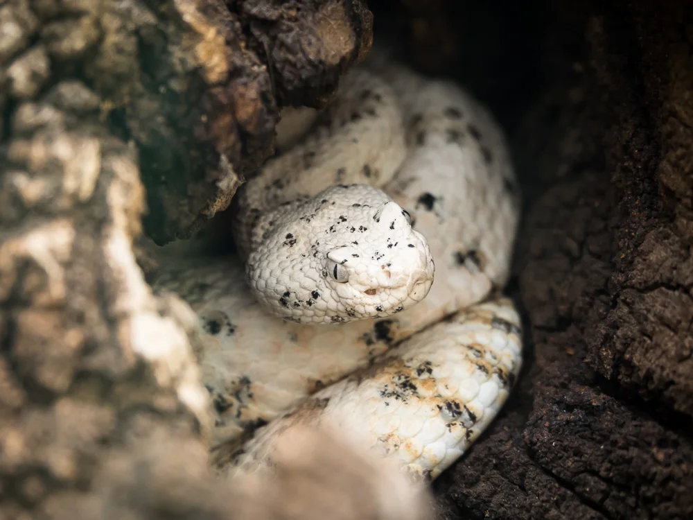 Speckled Rattlesnake