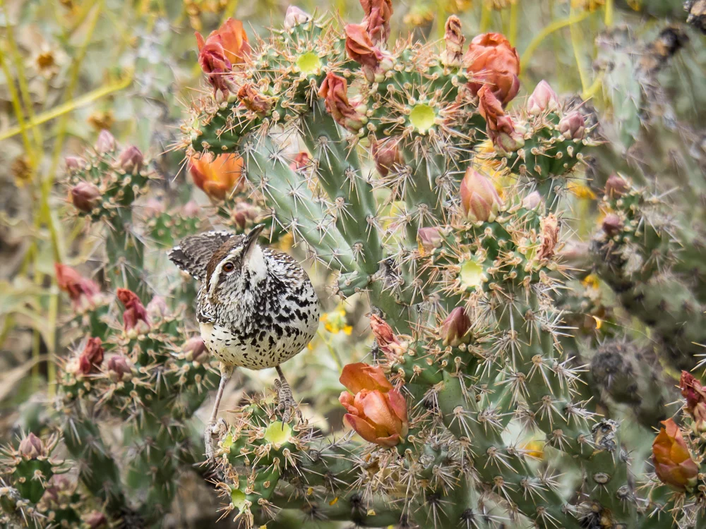 Cactus Wren