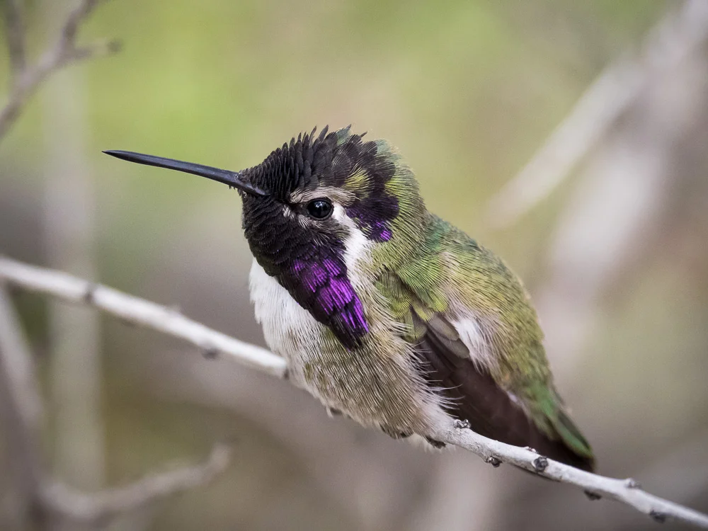 Hummingbird