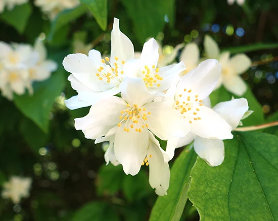 Blossom.jpg