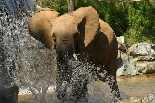 Elephant-Zoo-de-la-Fleche_productDiaporamaImage.jpg