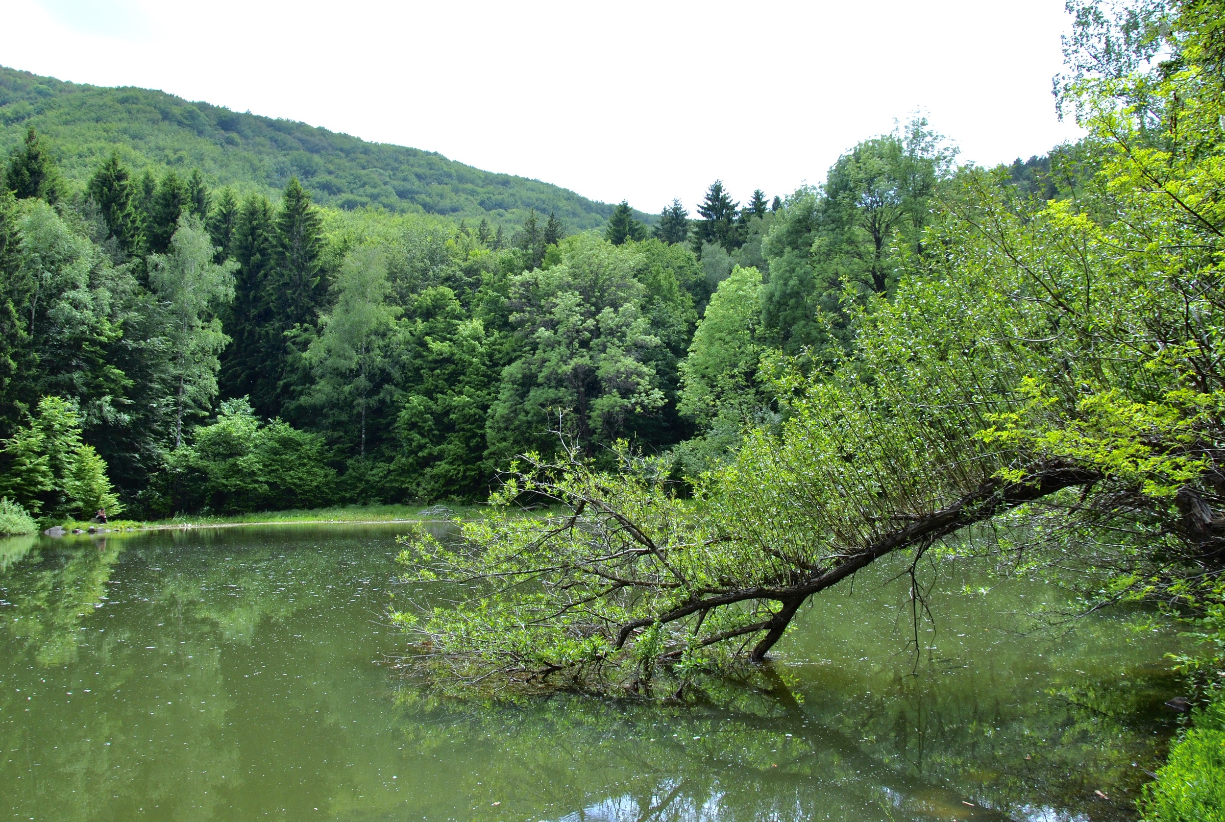 Boyana Lake