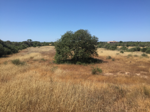 Find the right plot of land