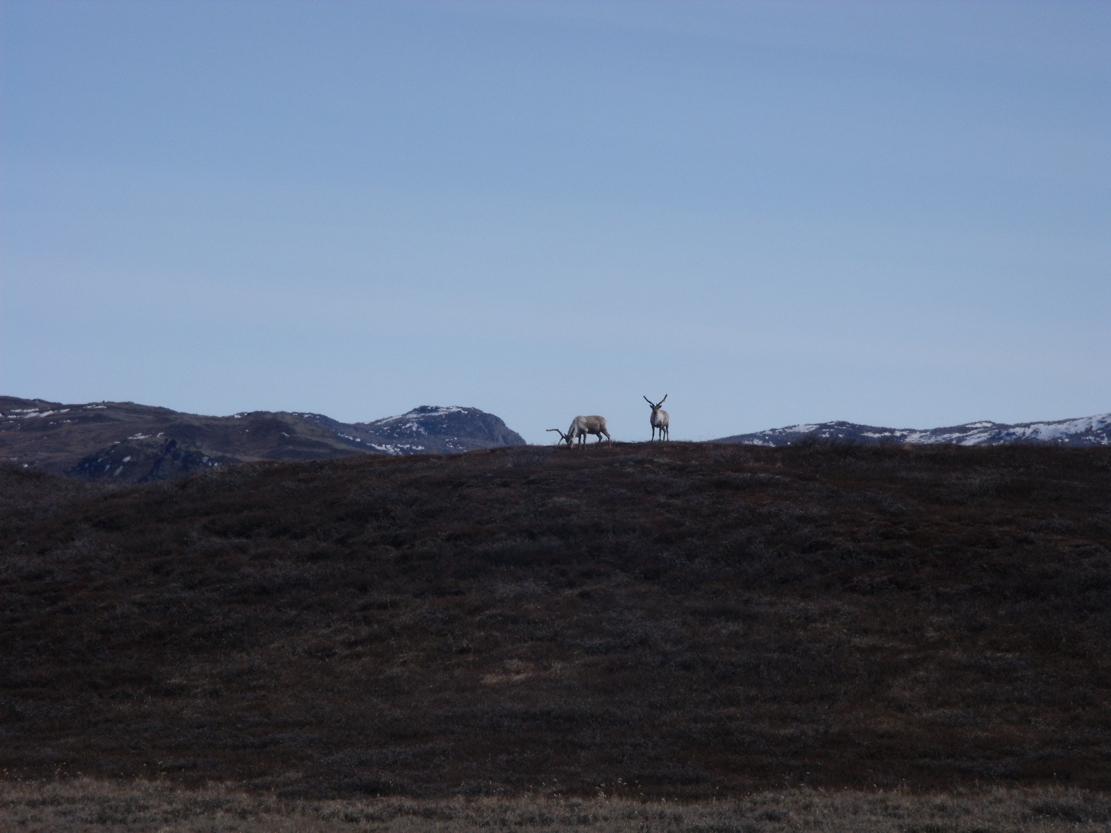 Greenland 2011 096.jpg