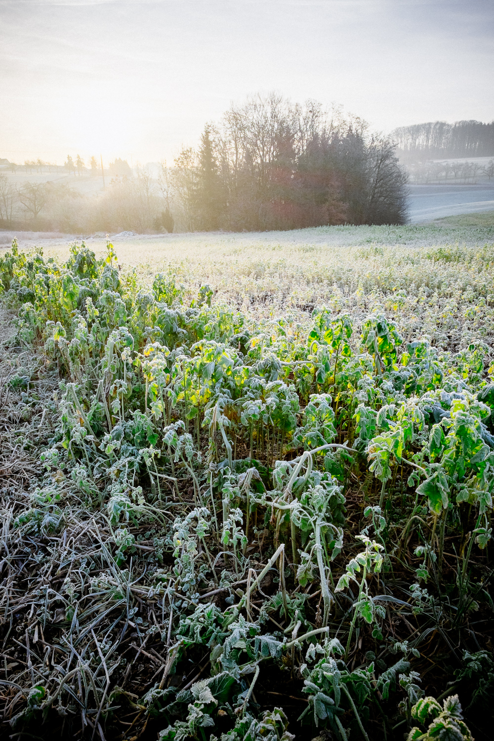 Landscape_01. Februar 2014_027-26.jpg