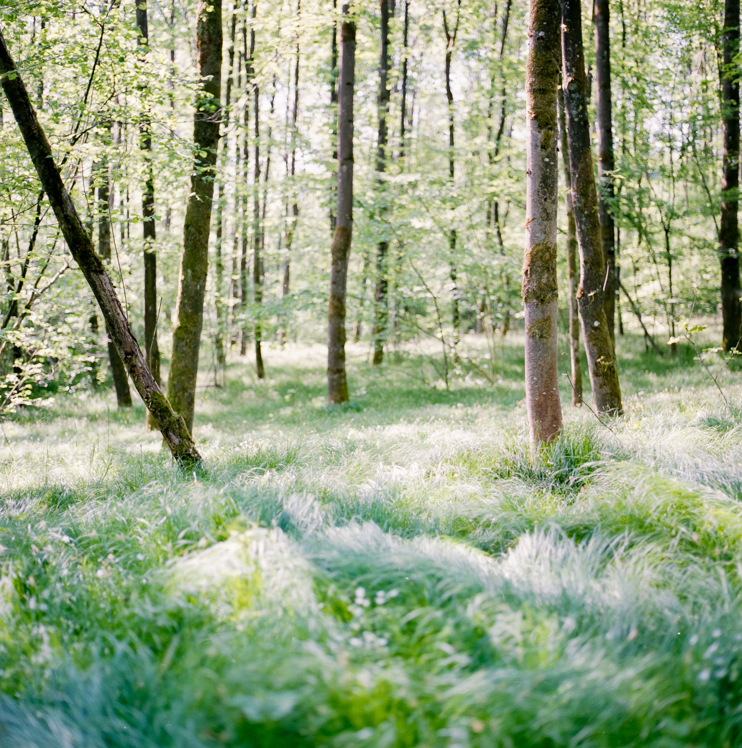 Fuji Pro 400H scanned with Epson Scan and Adobe Lightroom - final result