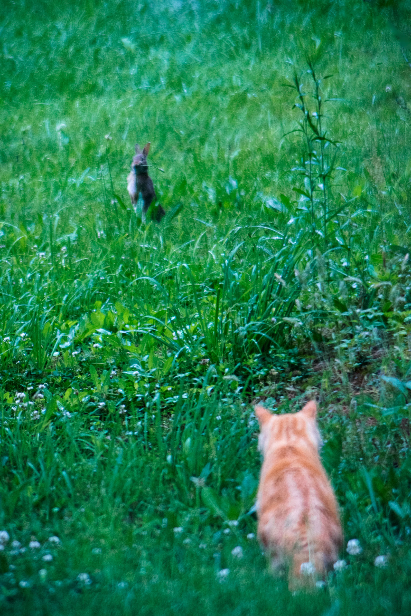 cat-rabbitstanding1-smaller.jpg