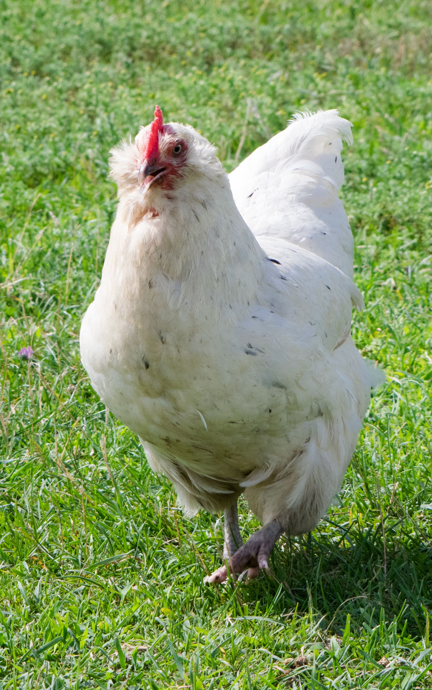 Chicken-Dance1-small.jpg