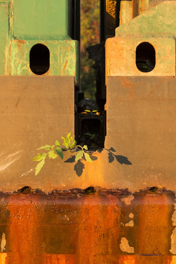 Pleasant-Silence_copyright2015_by_Robert_Olsson_BlackCowShow.jpg