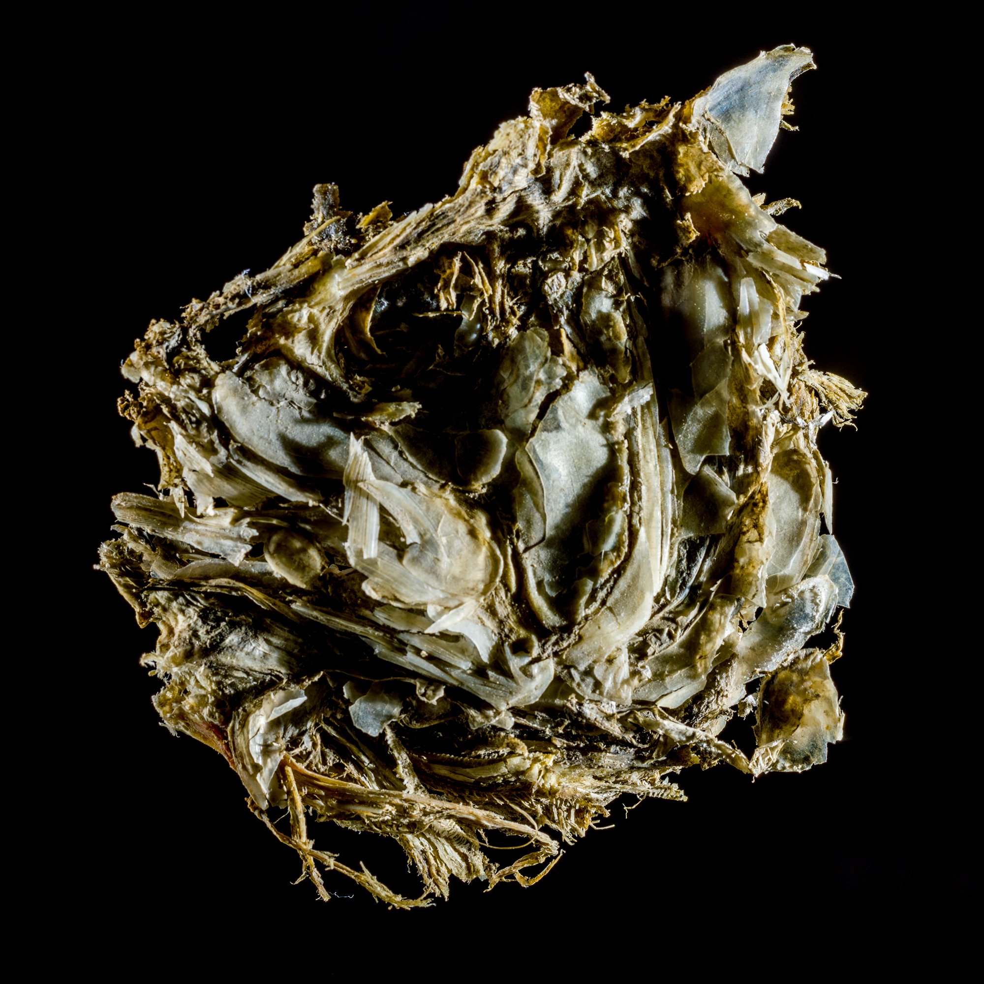Menhaden Head