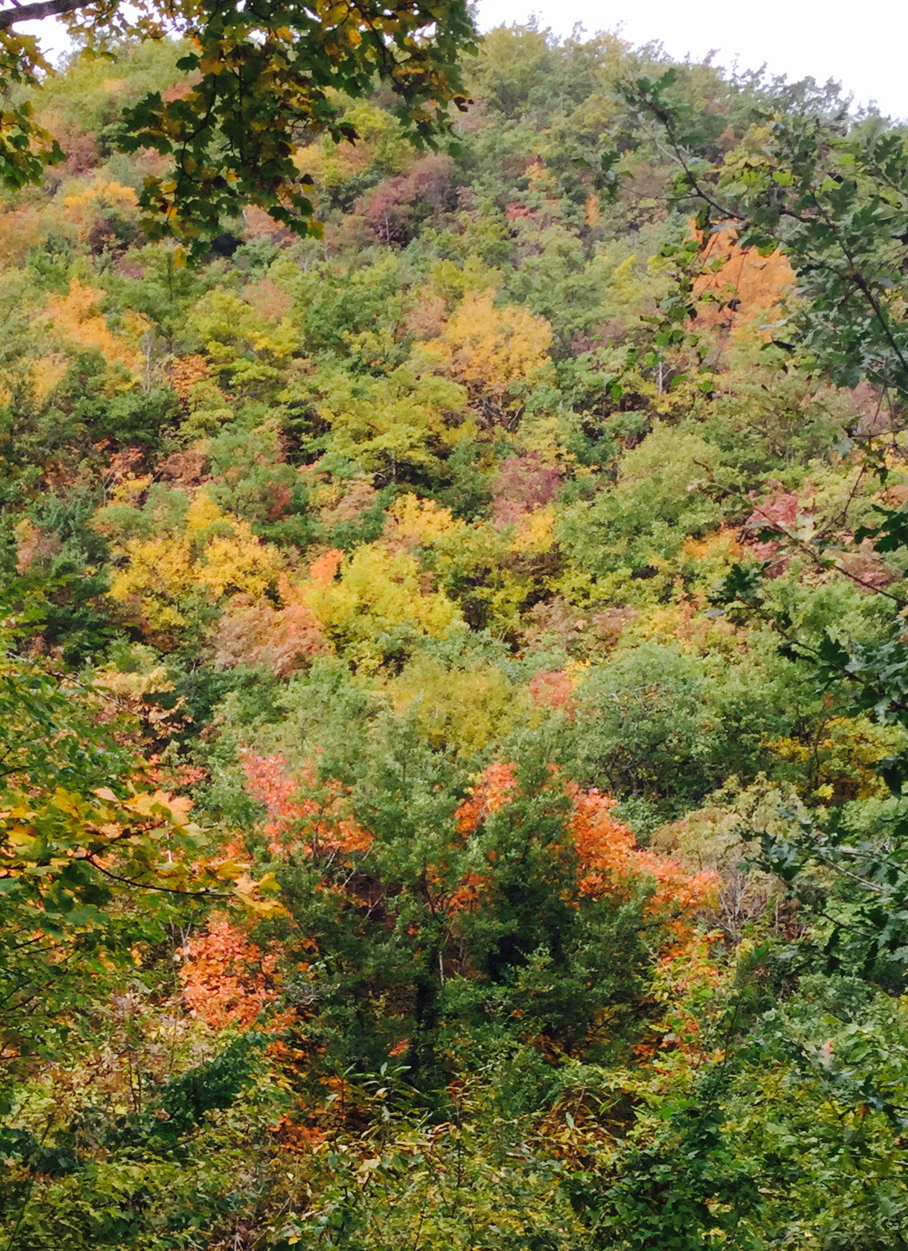 The glorious autumn food is plentiful in the mountains where we live and we thrive on gathering all that is on offer. We have a great selection of wild mushrooms, mostly, porcini, pinoroli and the prized ovuli. Porcini mushrooms can be used in so many ways, sautéed and served on a bruschetta or tossed through a pasta, sliced thinly and served as a salad, grilled whole to accompany your big bistecca or fritte, to enjoy as a canapé or side dish!!! In our surrounding mountains we also have plenty of Chestnut trees and an abundance of chestnuts are falling to the ground. Our favourite way to enjoy them is to roast them over the open fire and enjoy eating them accompanied with a glass of Sangiovese wine The autumn vegetables are ready for picking in our garden so I have an abundance of fennel, Cavolo Nero, Cime di Rape, and silver beet.