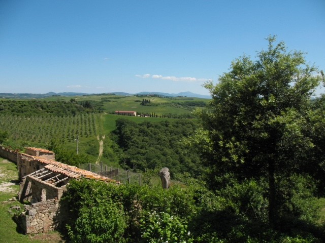 cortona-vineyard-view.jpg