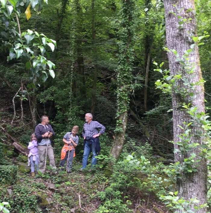 cortona-rain-forest.jpg