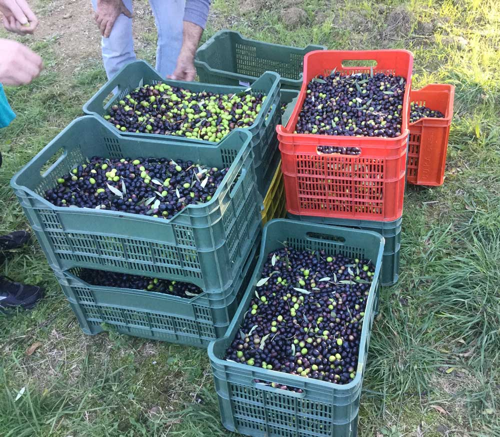 700kg-olives-tuscany.jpg