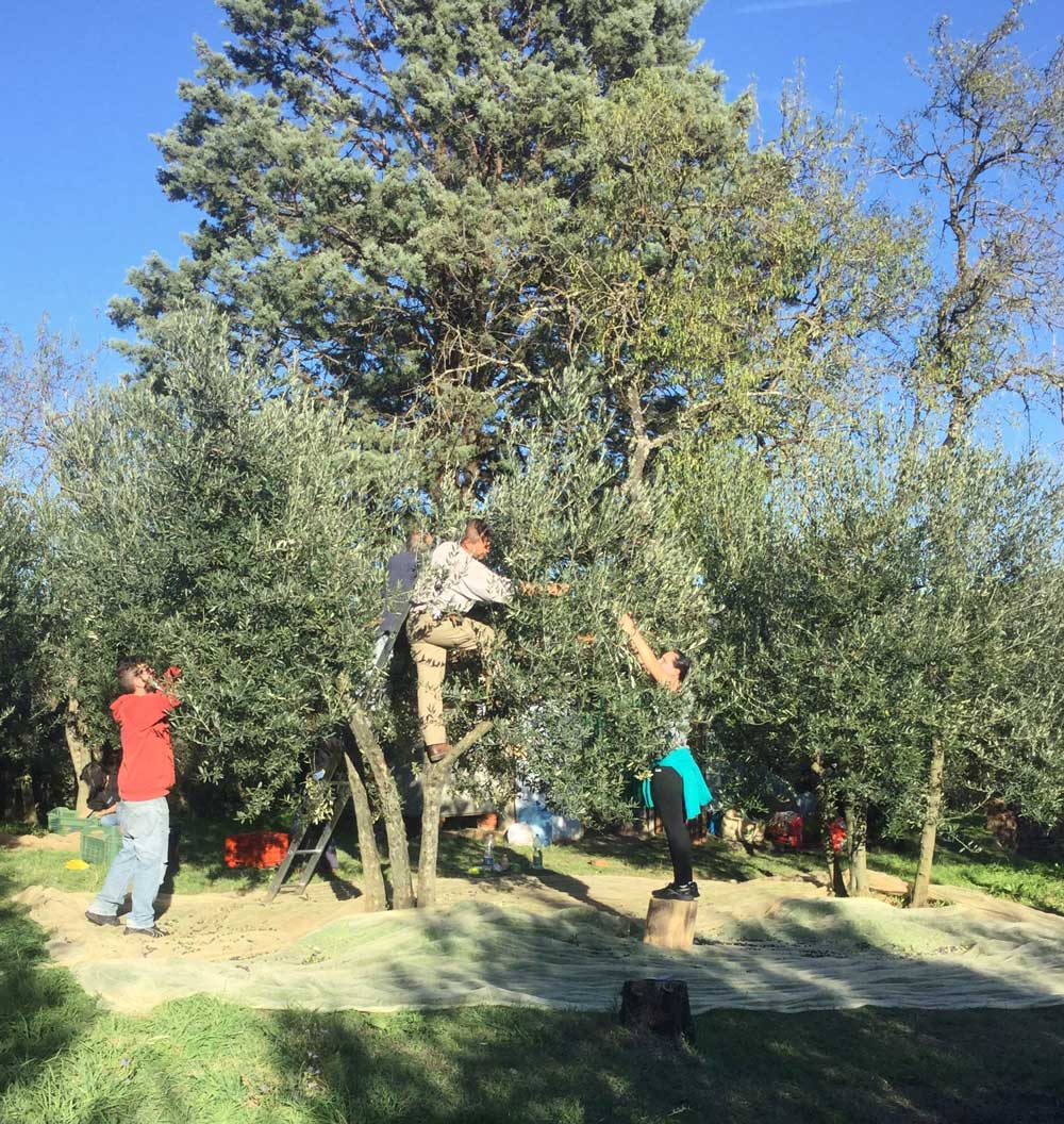 picking-olives-tuscany.jpg