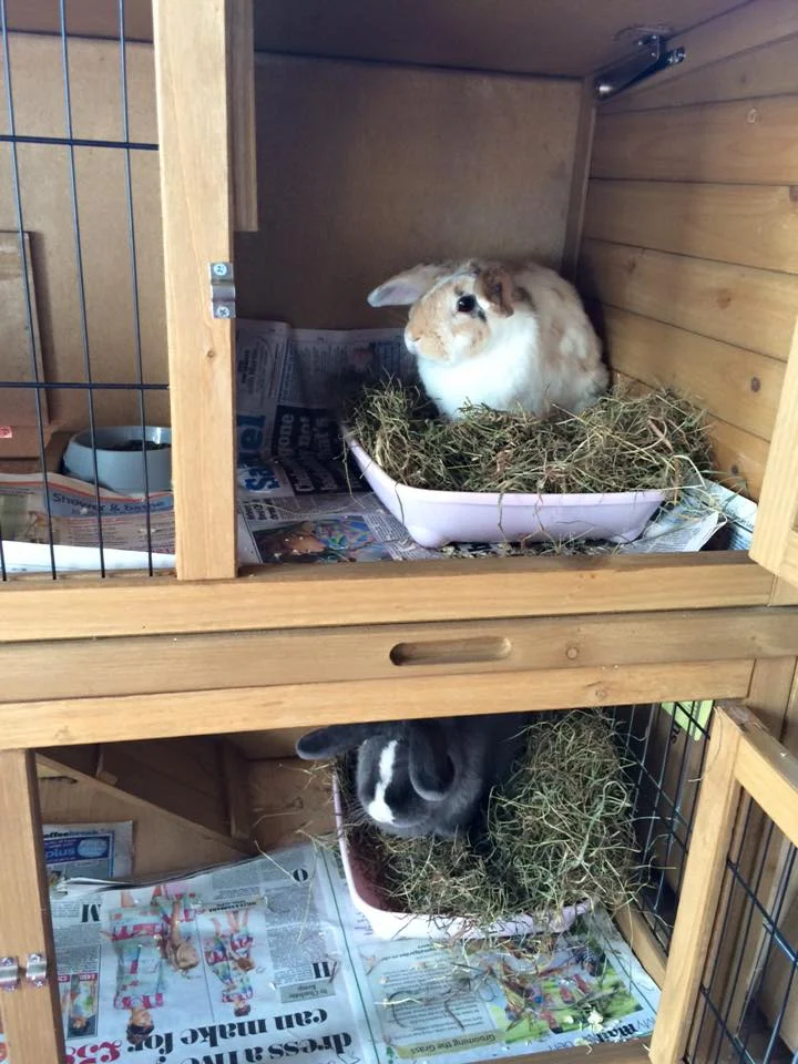 MJ and Blue enjoying their double hutch