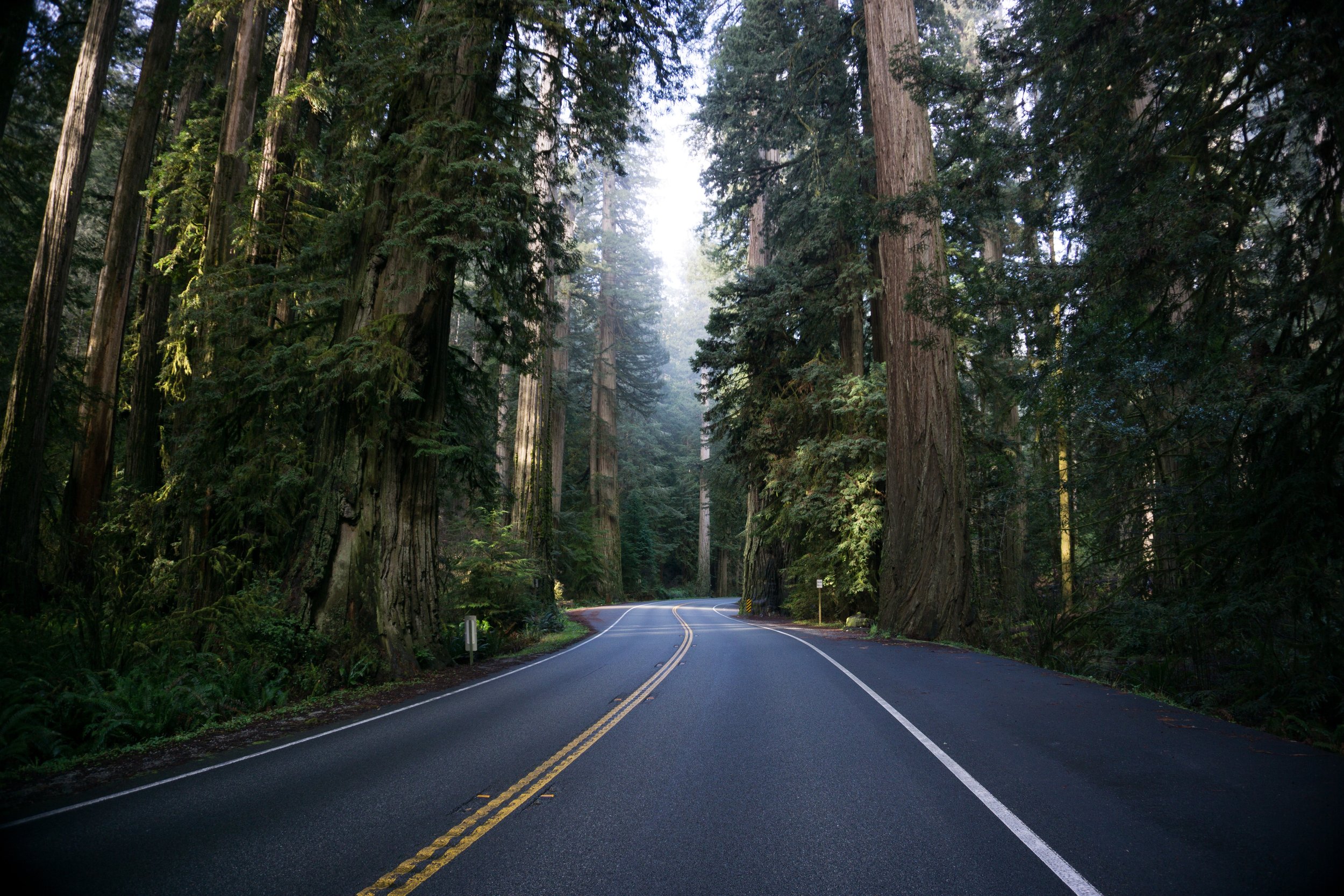 Дорога в красивом лесу. Орегон Вашингтон лес. Форкс штат Вашингтон. Форкс штат Вашингтон лес. Форкс штат Вашингтон природа.