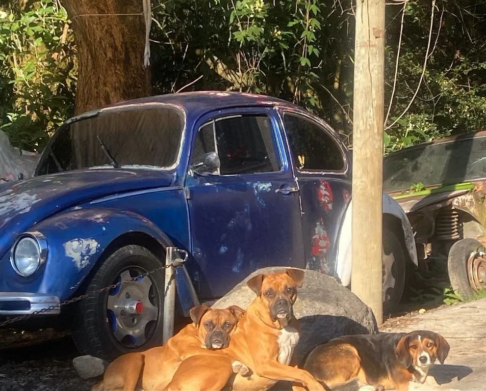 Dog and VWs.jpg