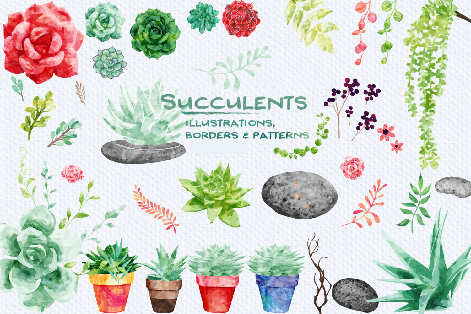 Succulents