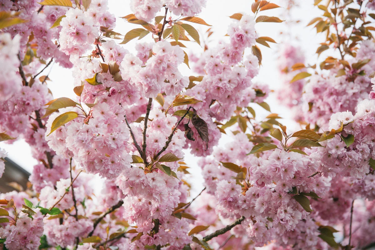 20140421_Forest_0822.jpg