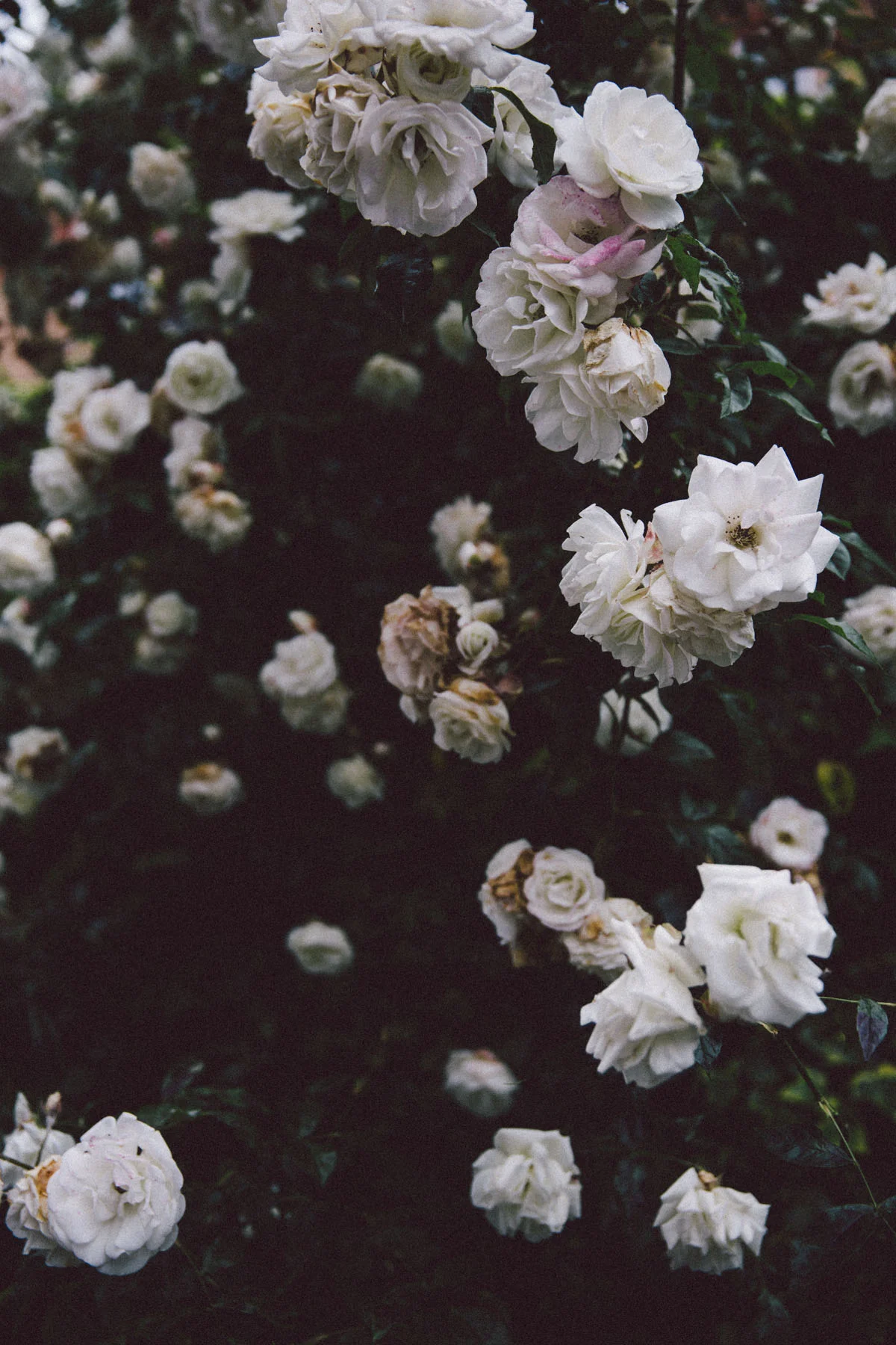 20140531_Roses_0034.jpg