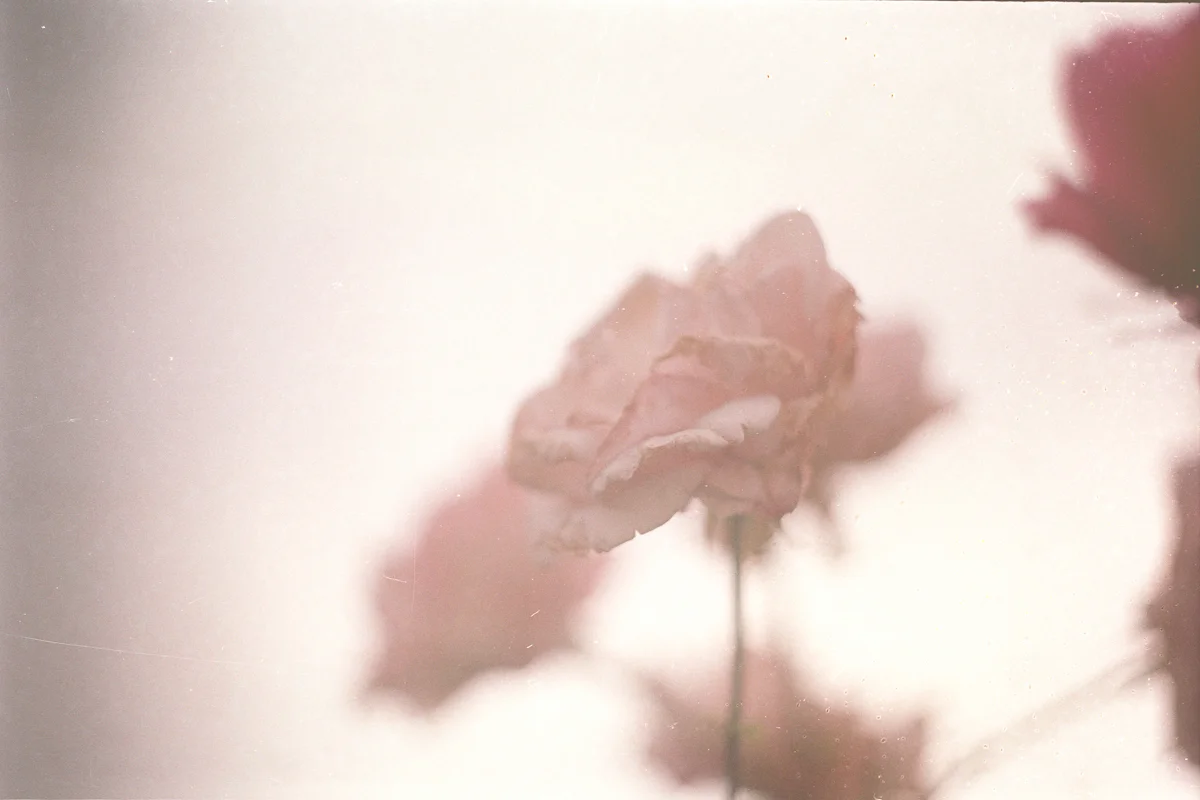 Florals_05.jpg