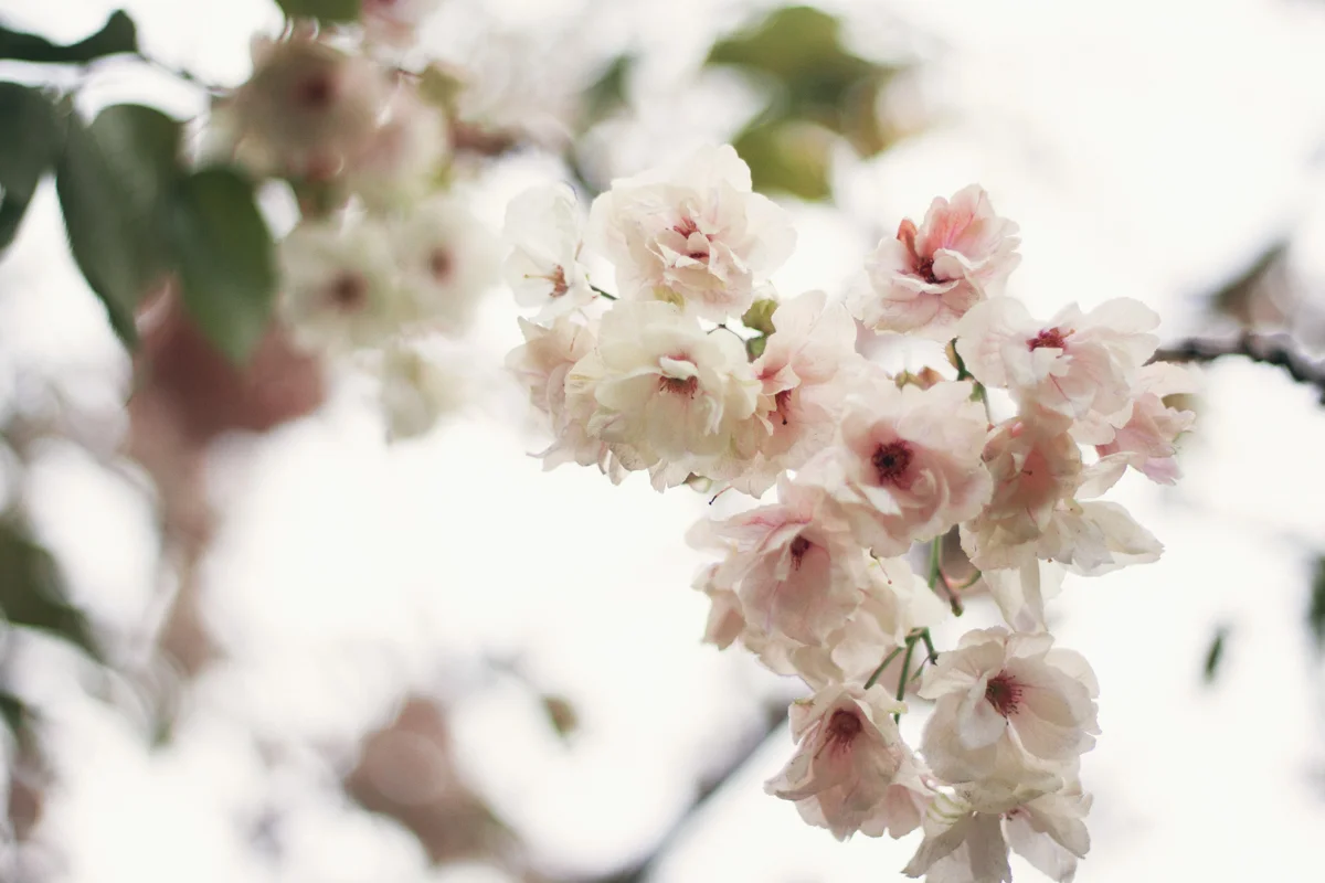 Florals_08.jpg