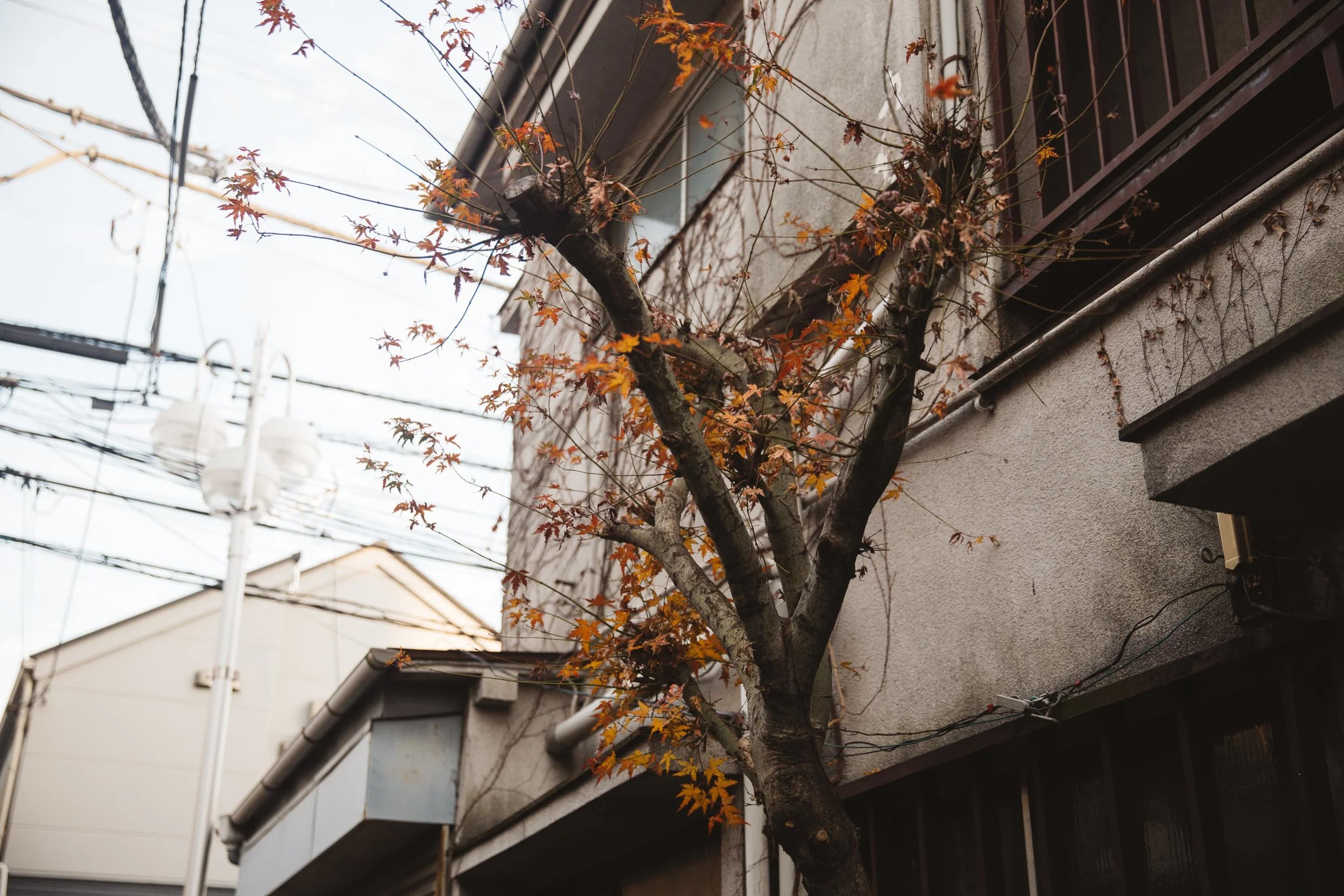 20160103_Tokyo_0152.jpg
