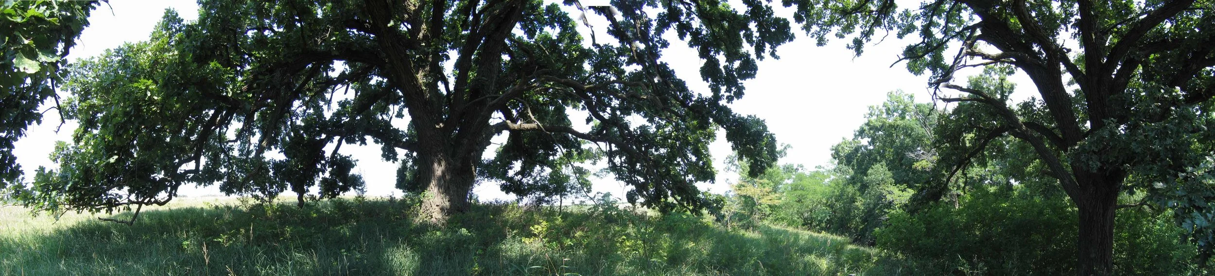 Bur Oak Grove | Marion County, Iowa