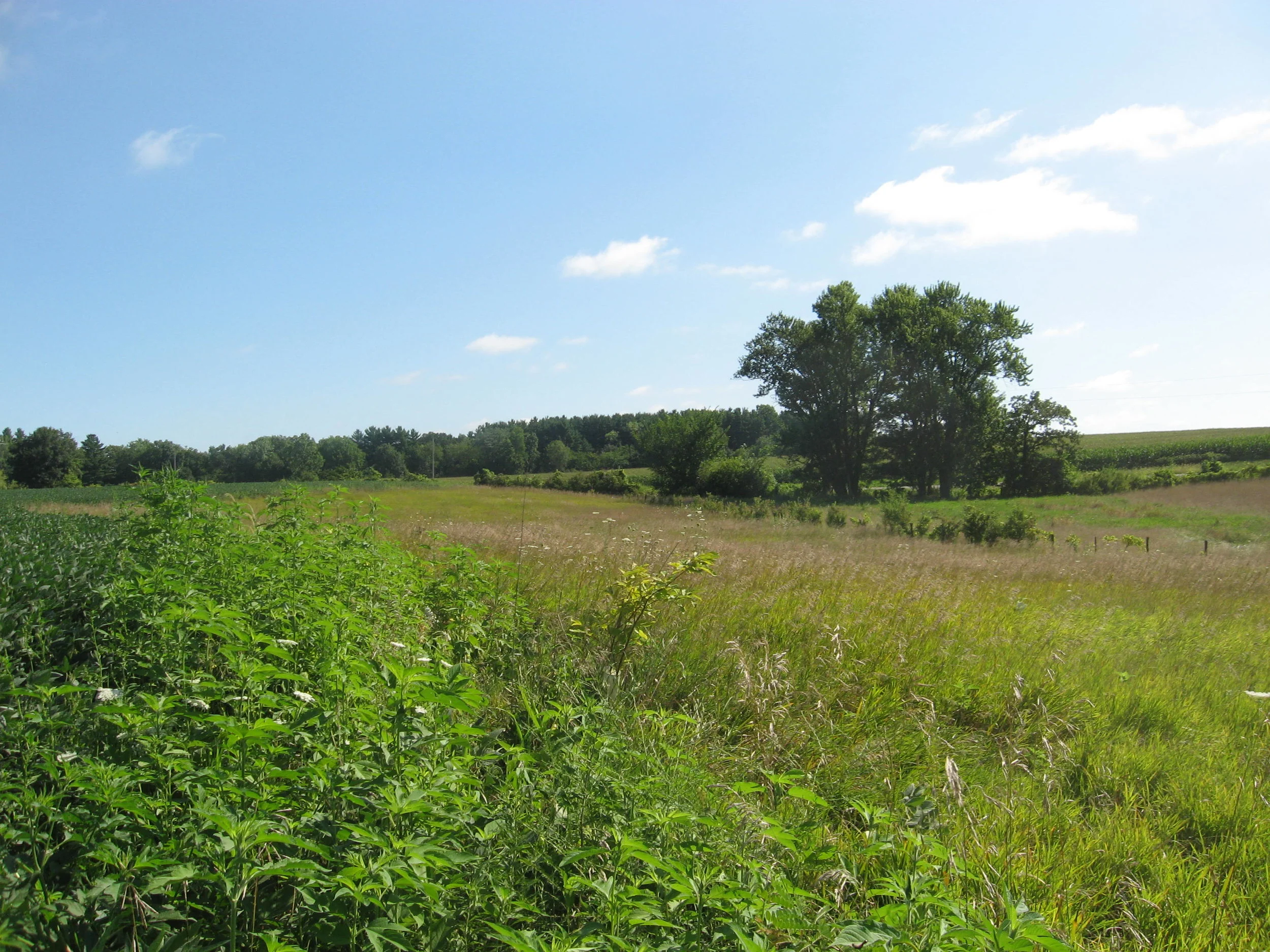    The site is characterized by a gently rolling terrain with a southerly aspect. While much of the site is under agricultural production, there are existing woodland areas and a small grove of trees (shown here) that inspired the ultimate master pla
