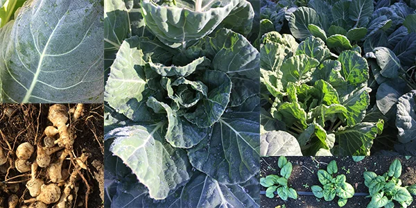 Some of the crops popping up from SFBFS' Demonstration Garden.