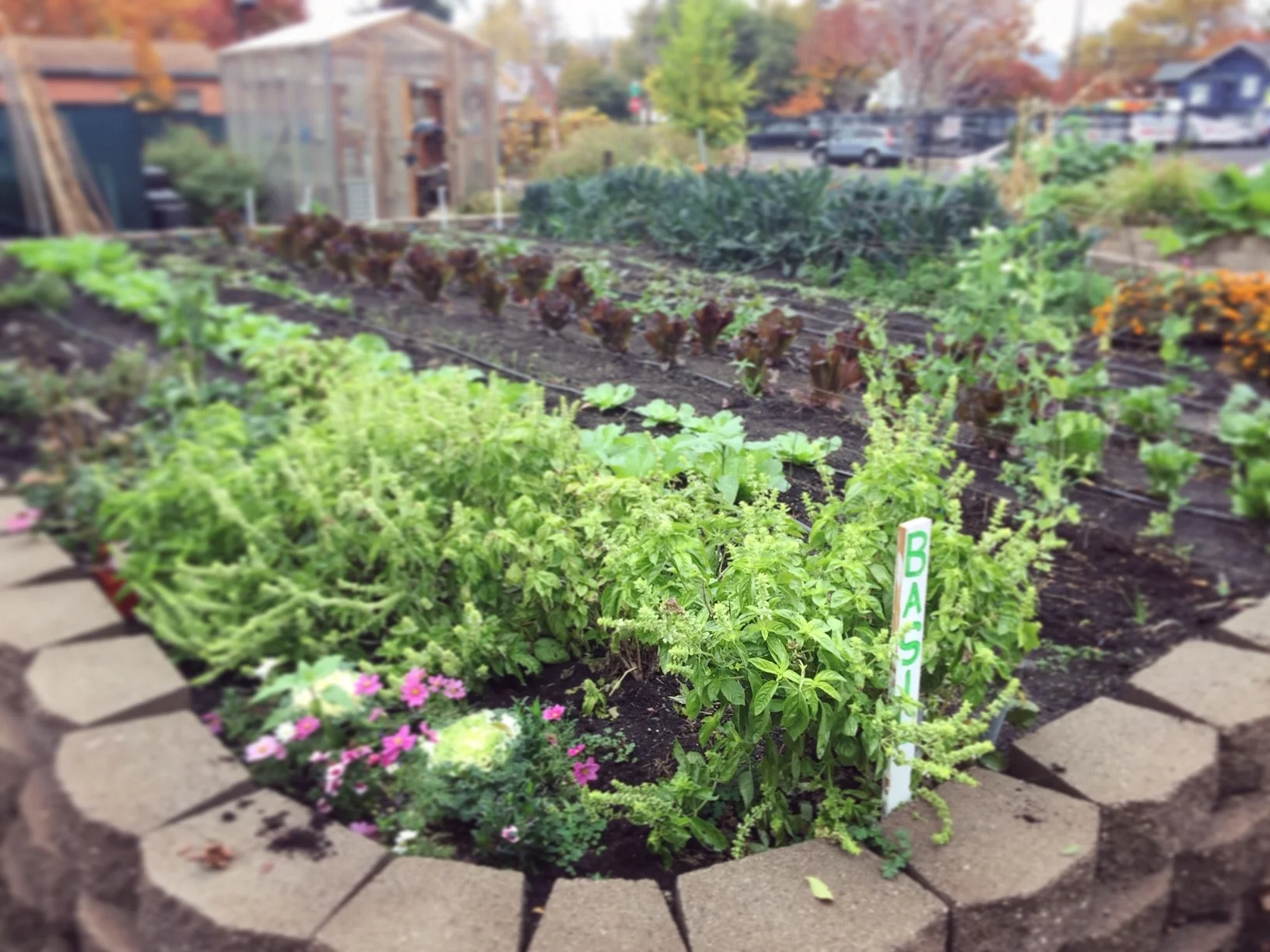 garden1.jpg