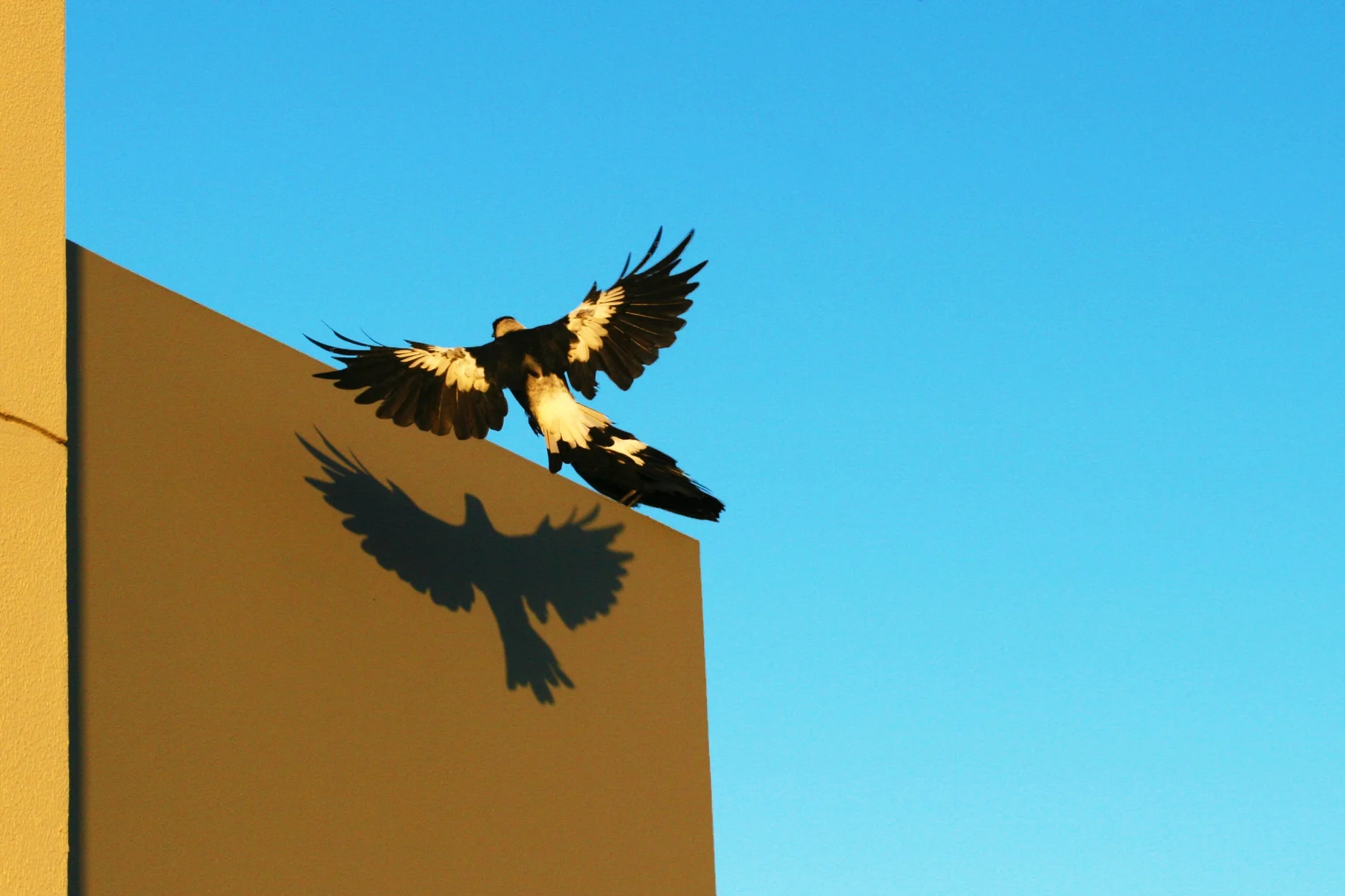 Magpie and its shadow. Photo by Darius K.