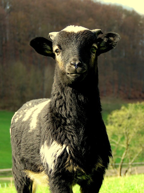 Black and white and proud. Photo by Sabine Löwer