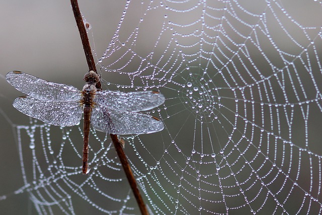 From the shape it could be a spider web, because it goes in all directions. Pic by Adine Voicu .