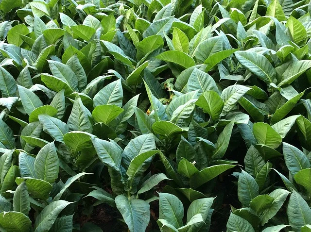 Green tobacco leaves. Photo by Juan Tortola .