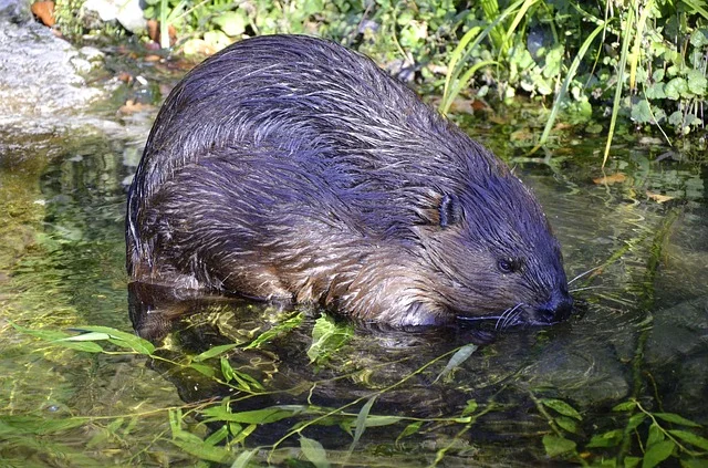 Beaver, photo by Andrea Bohl .