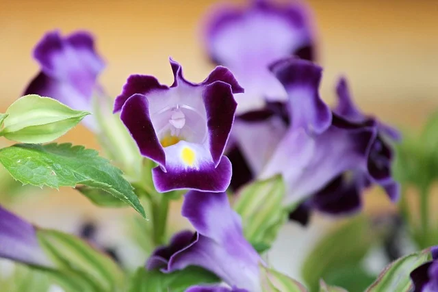 Gentian. Photograph by Manfred Richter.