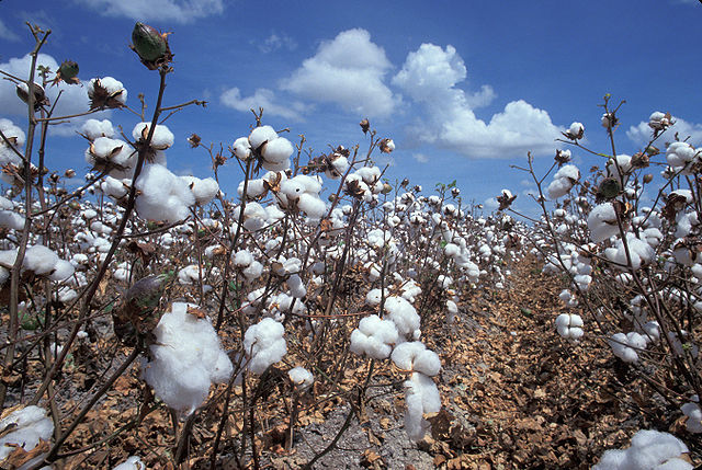 Cotton is notorious as a soil-depleting cash crop. Photo by USDA .