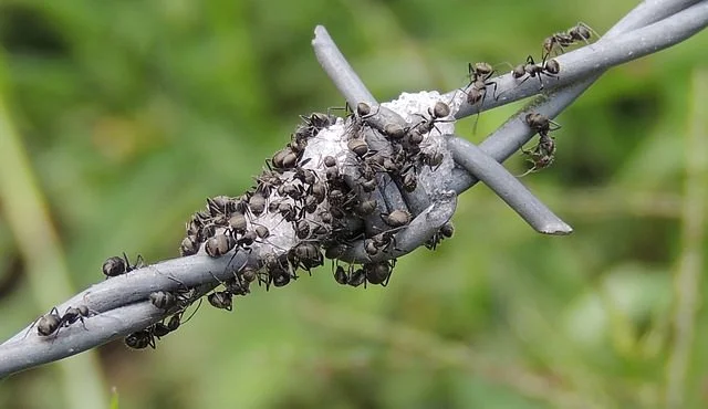 Sugar-addicted ants that forgot what they were supposed to do. Photo by TRAPHITHO.