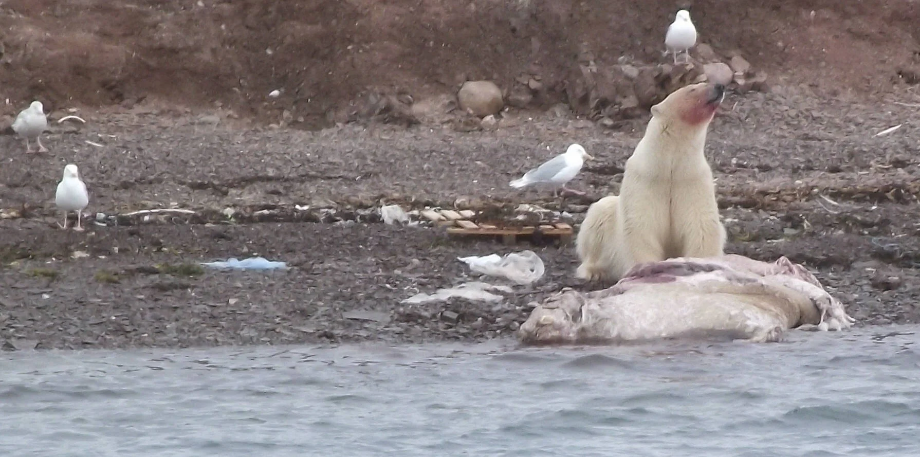 Polar bear eating a walrus. It was not his intention to hunt them. Pic by Smiley.toerist via Wiki.
