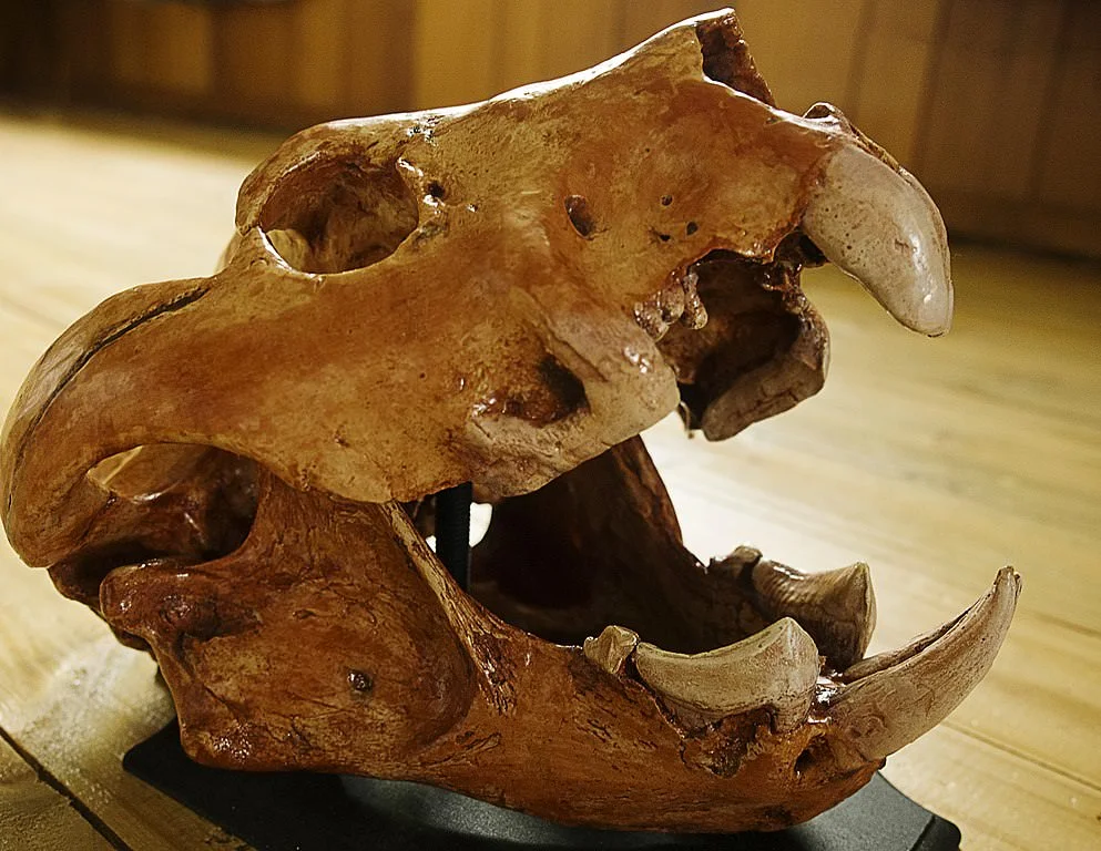 Skull of Thylacoleo Carnifex, the Marsupial Lion. Widespread in Australia in the Pleistocene Era, up to 40,000 years ago. Photo by Beclectic .