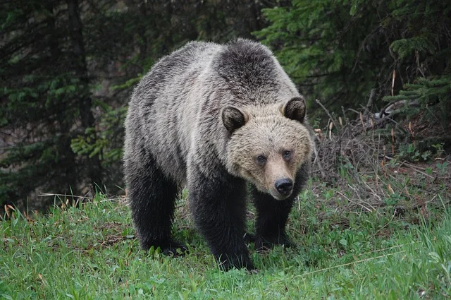 Respect for the grizzly keeps your brain functioning when you meet her. Photo by Arthur Topham .