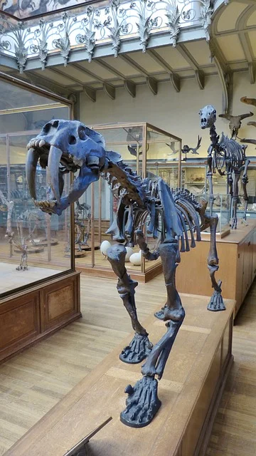 Skeleton of the extinct sabre-tooth tiger in the British Museum. Photo by 7854 .