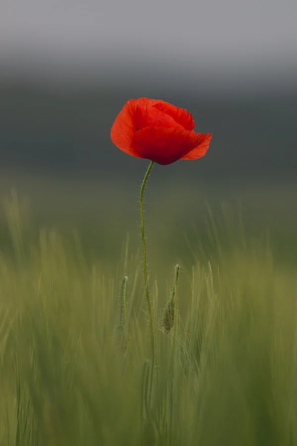 Austrian poppy. Photo by Thomas Quaritsch .