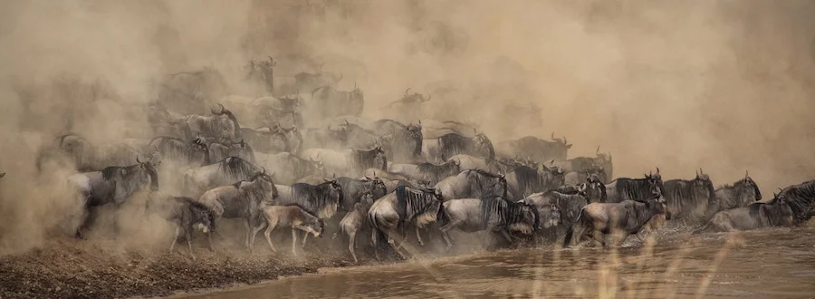 Stampeding wildebeest in the Masai Mara, Kenya. Photo by Shripal Daphtary .