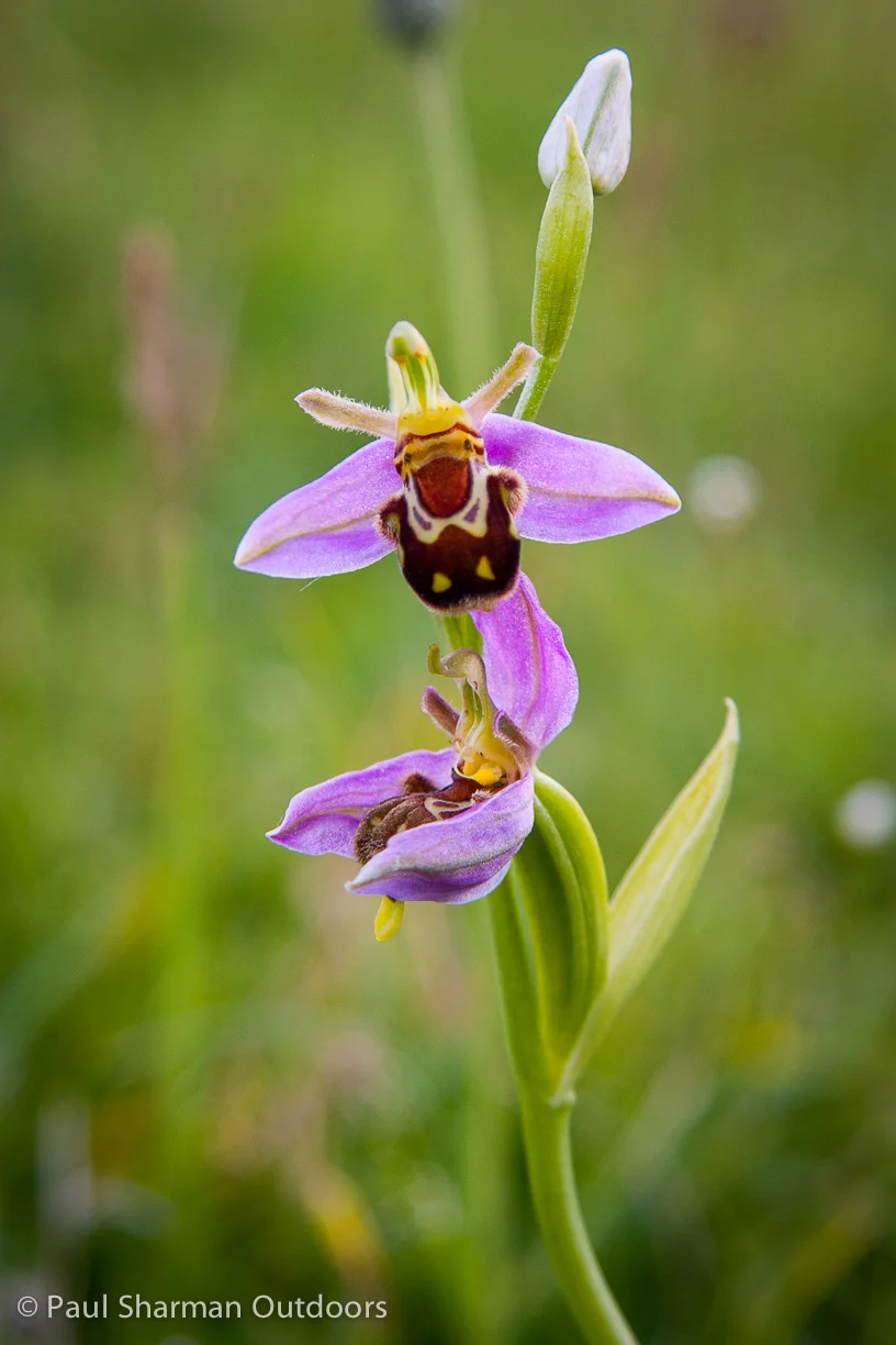 Bloomin' Orchids!