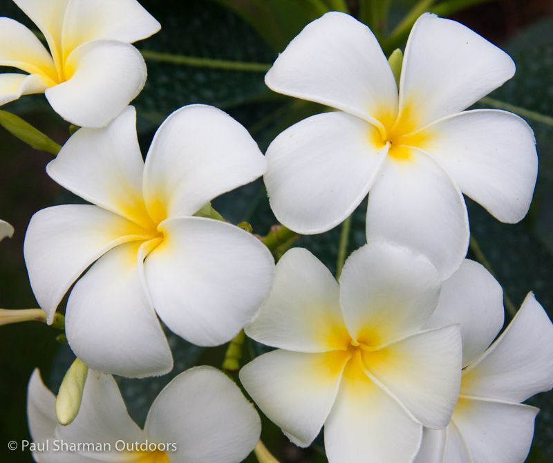 Exotic flowers