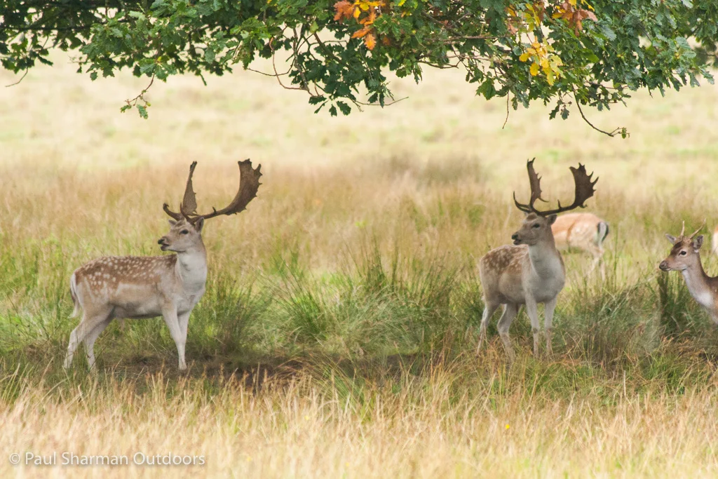 Stuck in a rut at Petworth Park