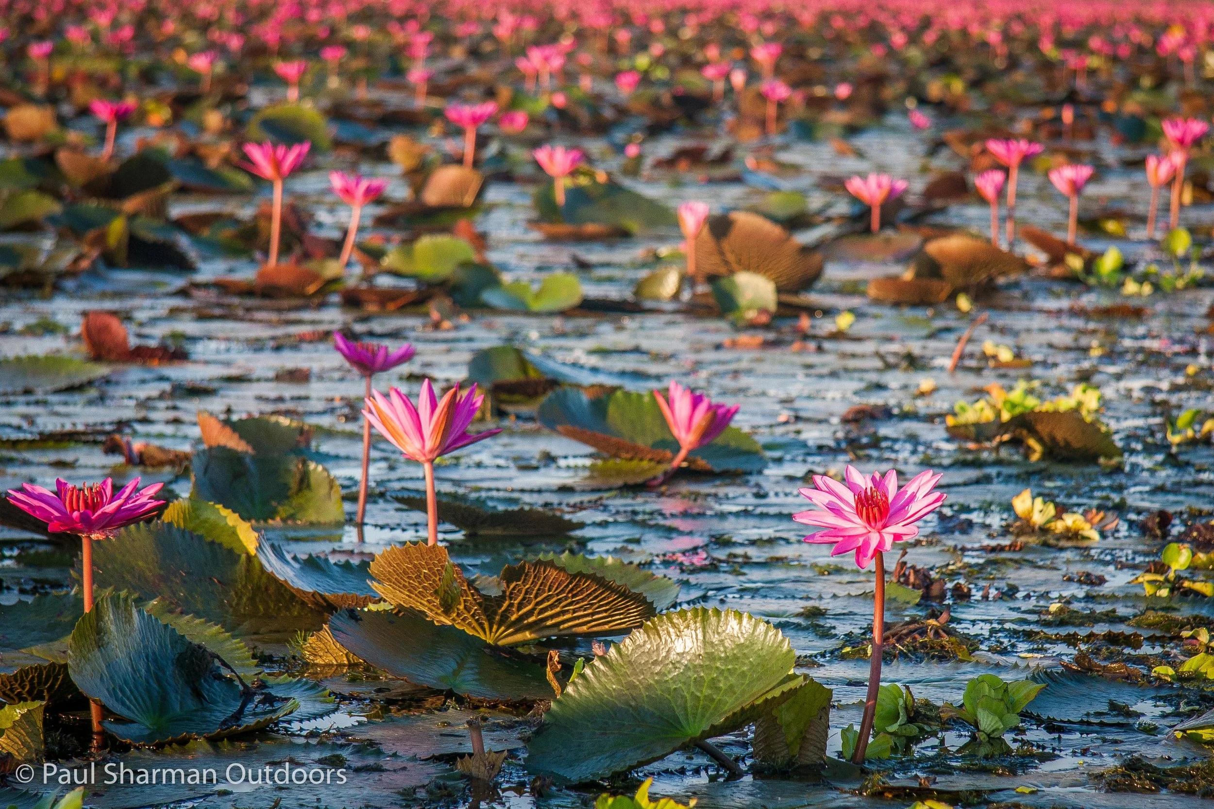 Travels in Thailand. The Lotus Gardens of Thale Noi.